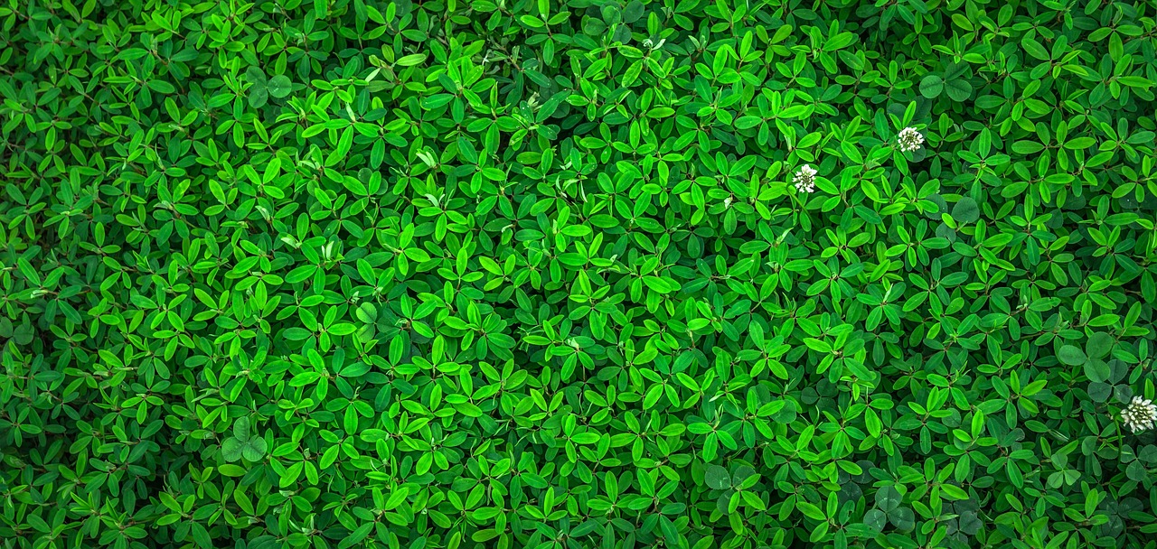 Eco Friendly Accommodation Management