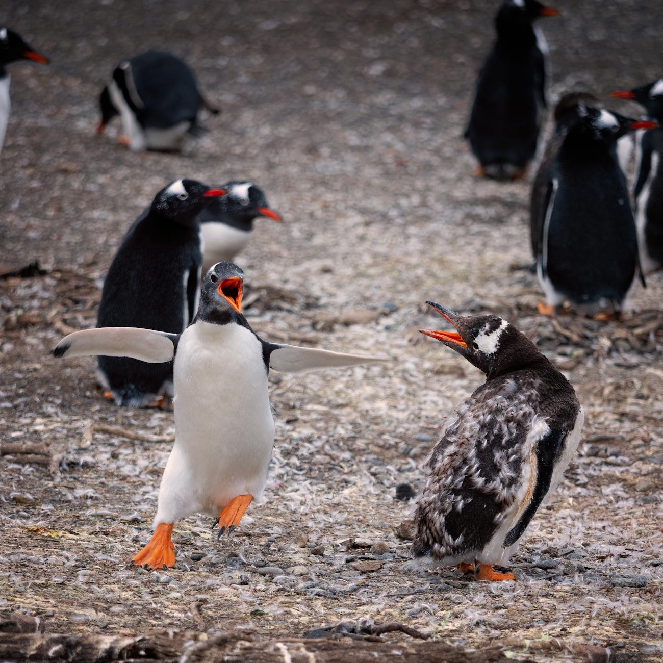 Penguin Health and Welfare