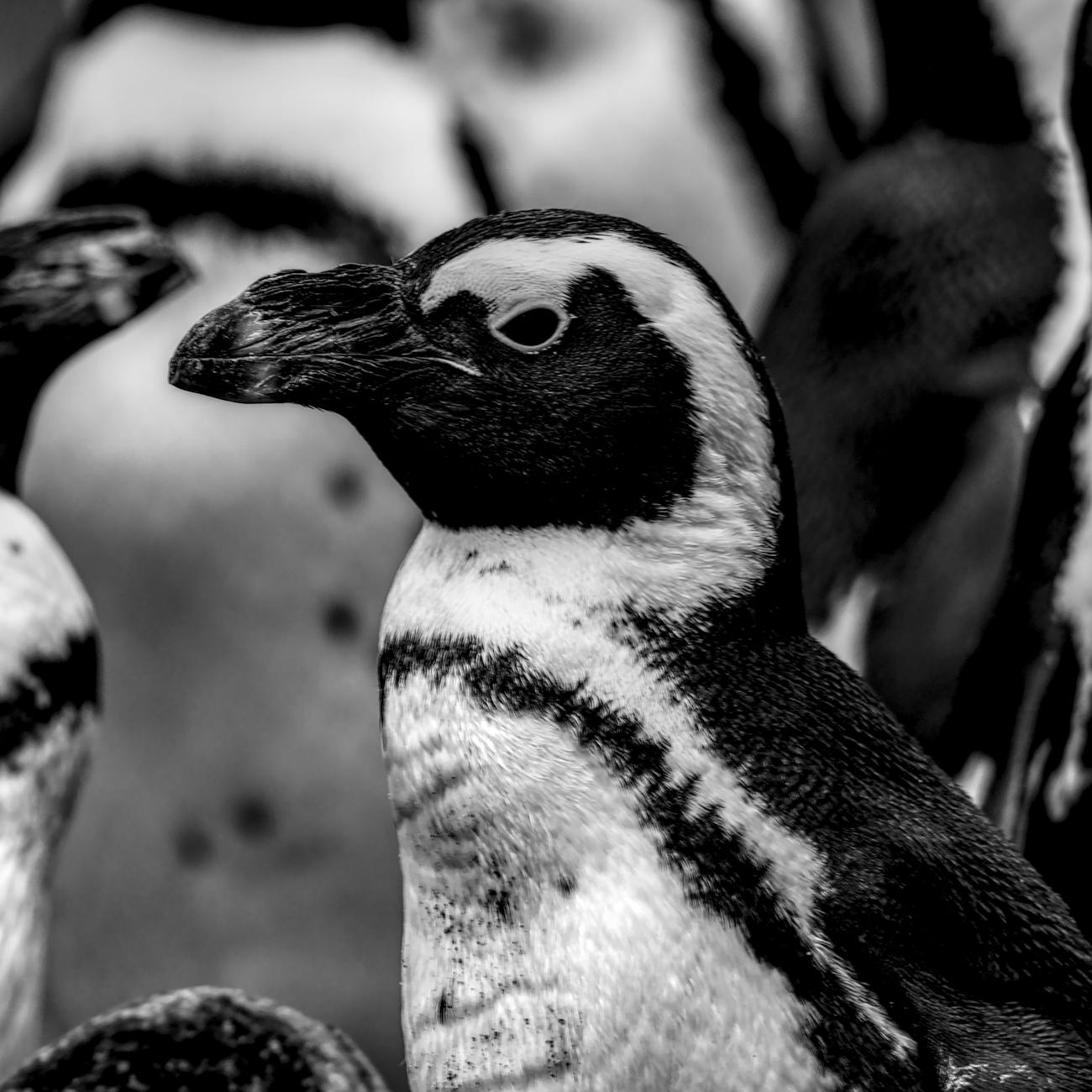 Penguin Breeding and Reproduction