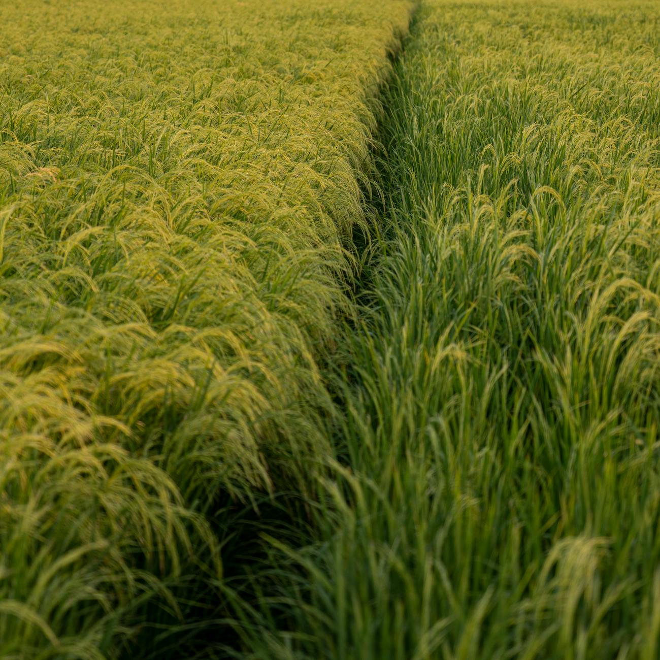 Introduction to Agricultural Robots and AI