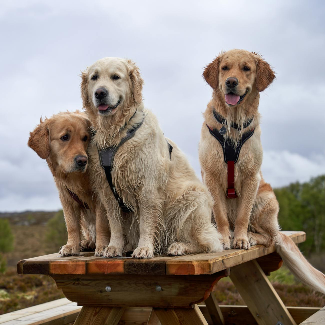Canine Enrichment and Socialization
