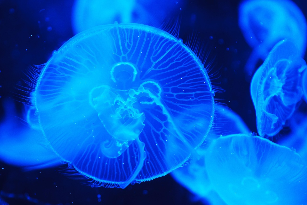 Marine Salvage Environmental Considerations