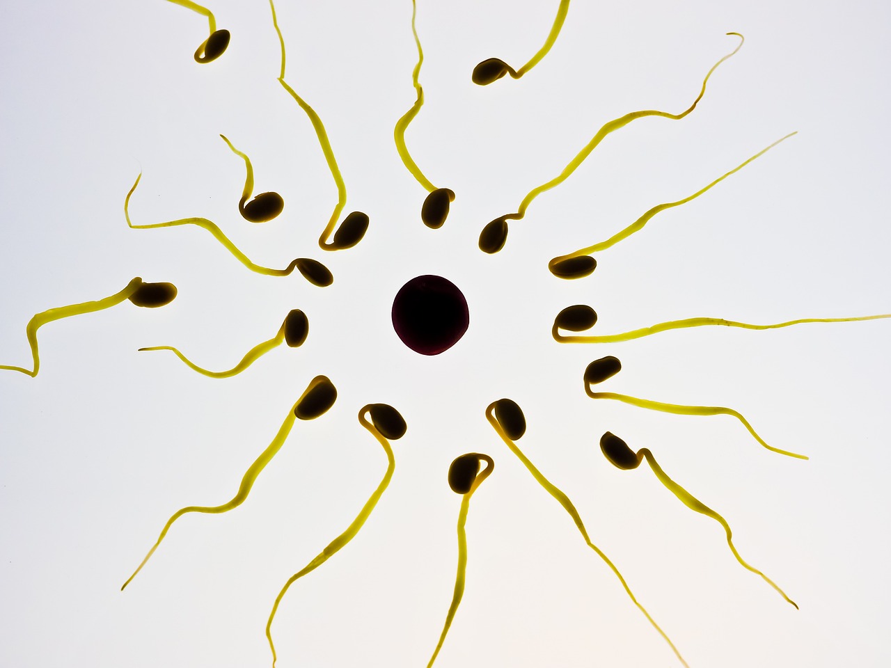Genetic Manipulation of Cultured Cells