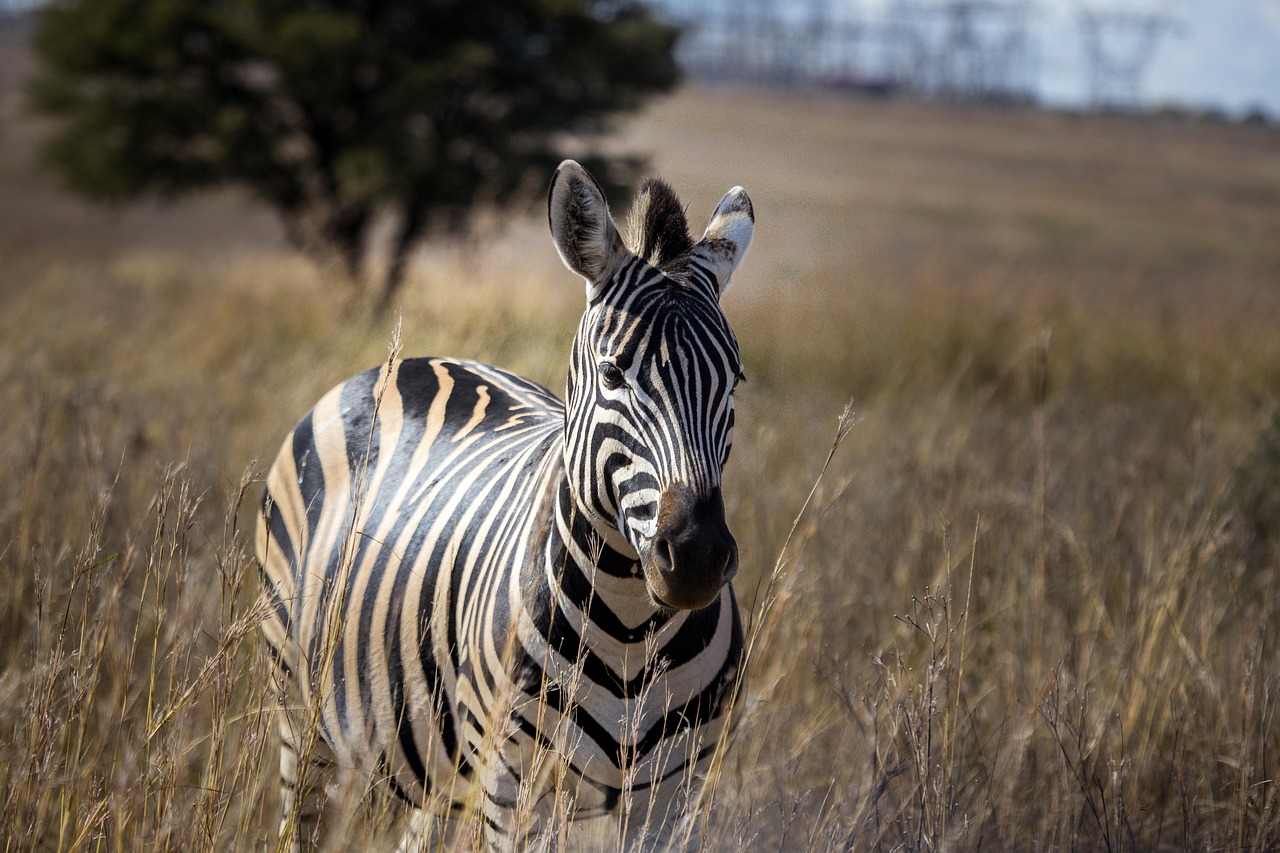 Equine Parasite Diagnostic Techniques