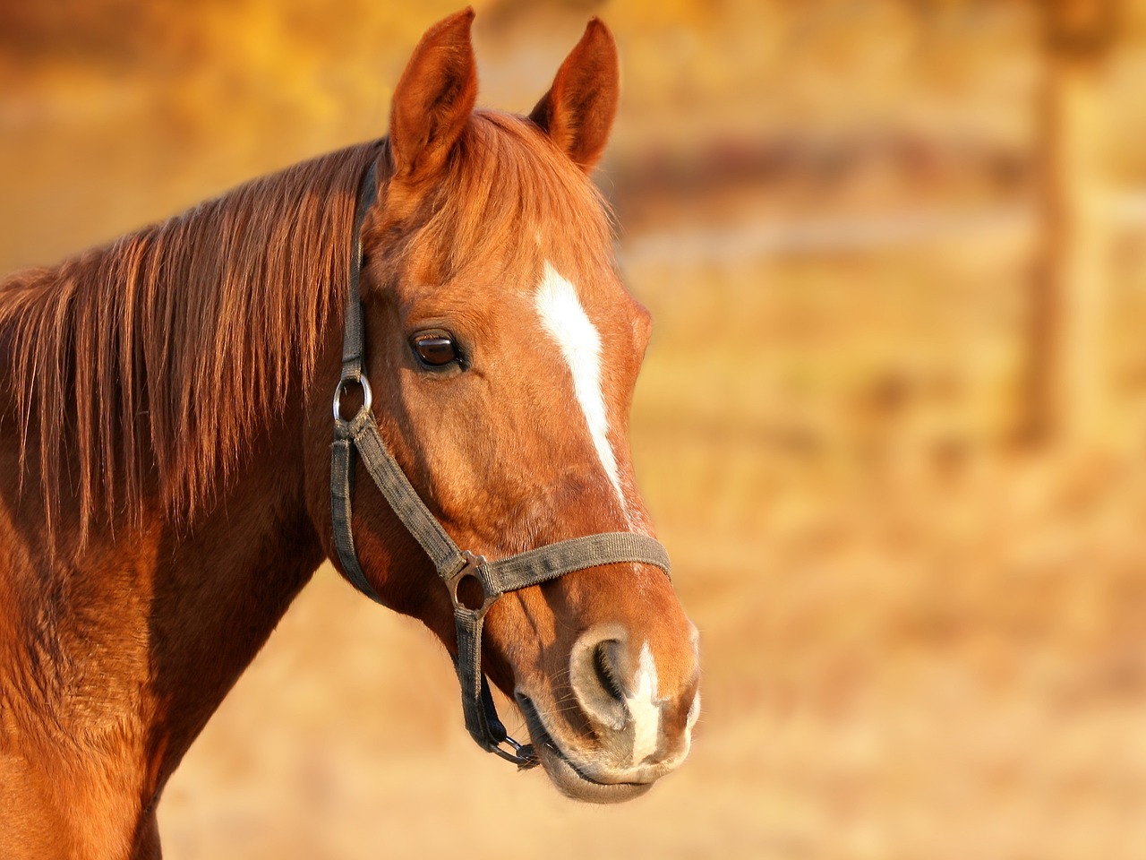 Equine Parasite Therapeutics