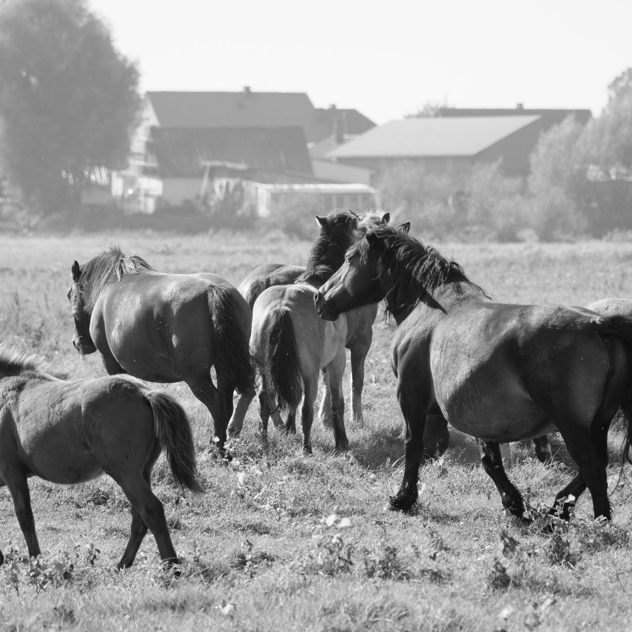 Equine Parasite Prevention Strategies