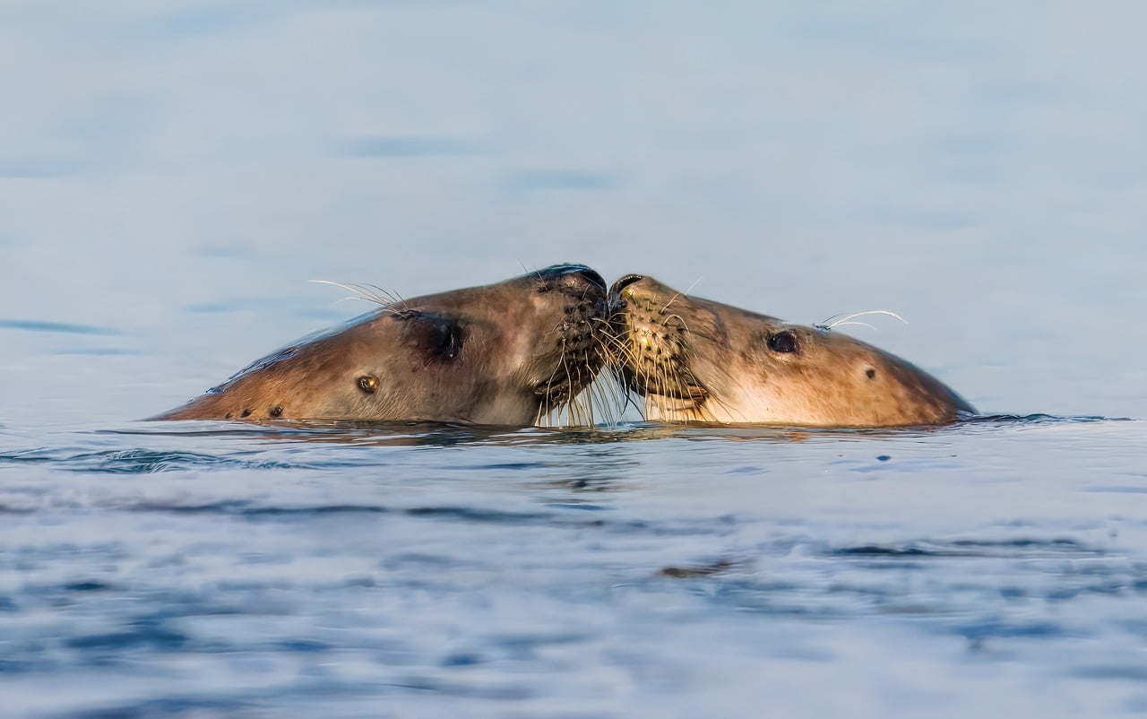 Environmental Impact Assessment for Marine Projects