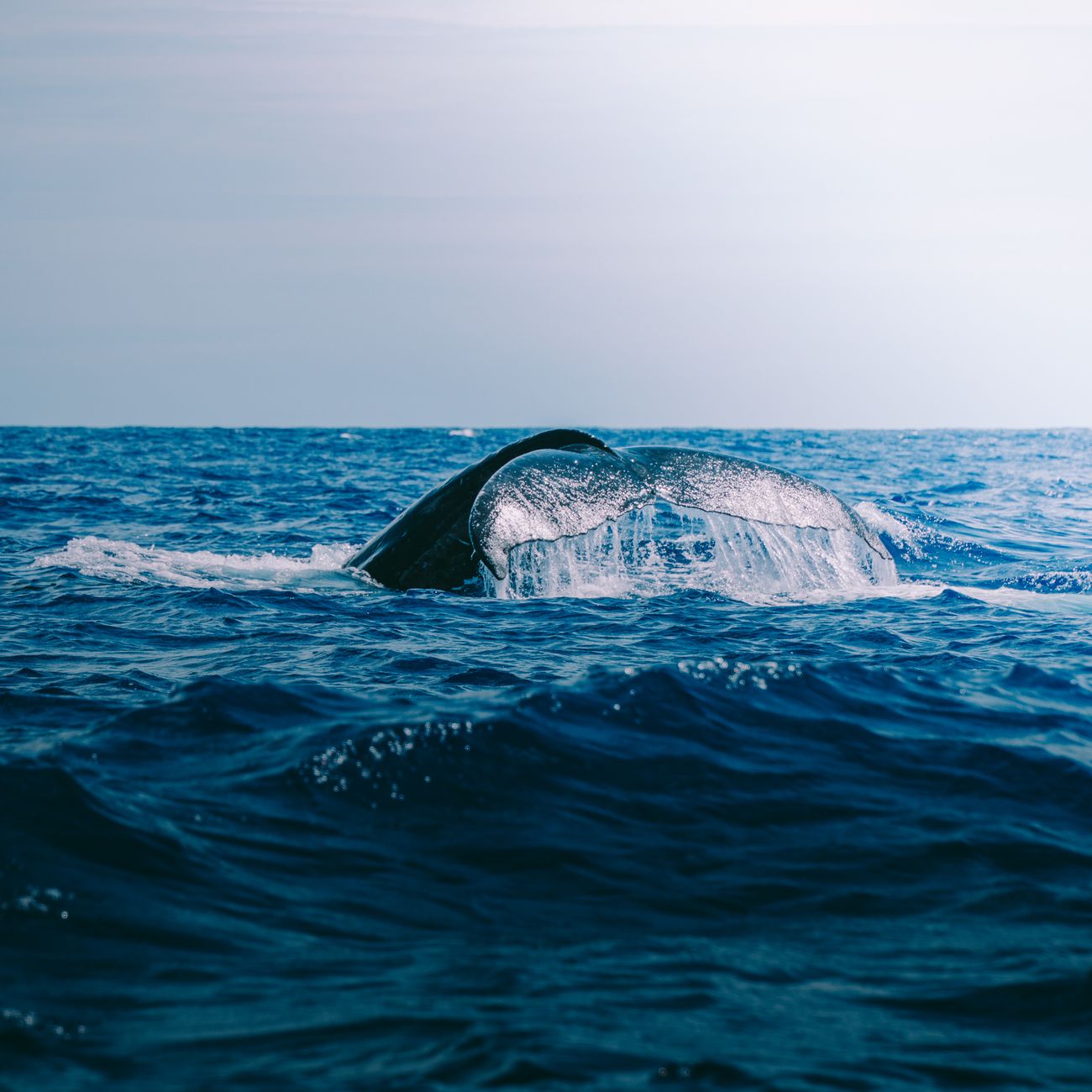 Marine Biodiversity Monitoring