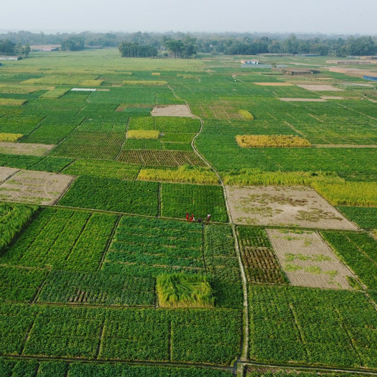 Ethical Issues in Sustainable Agriculture