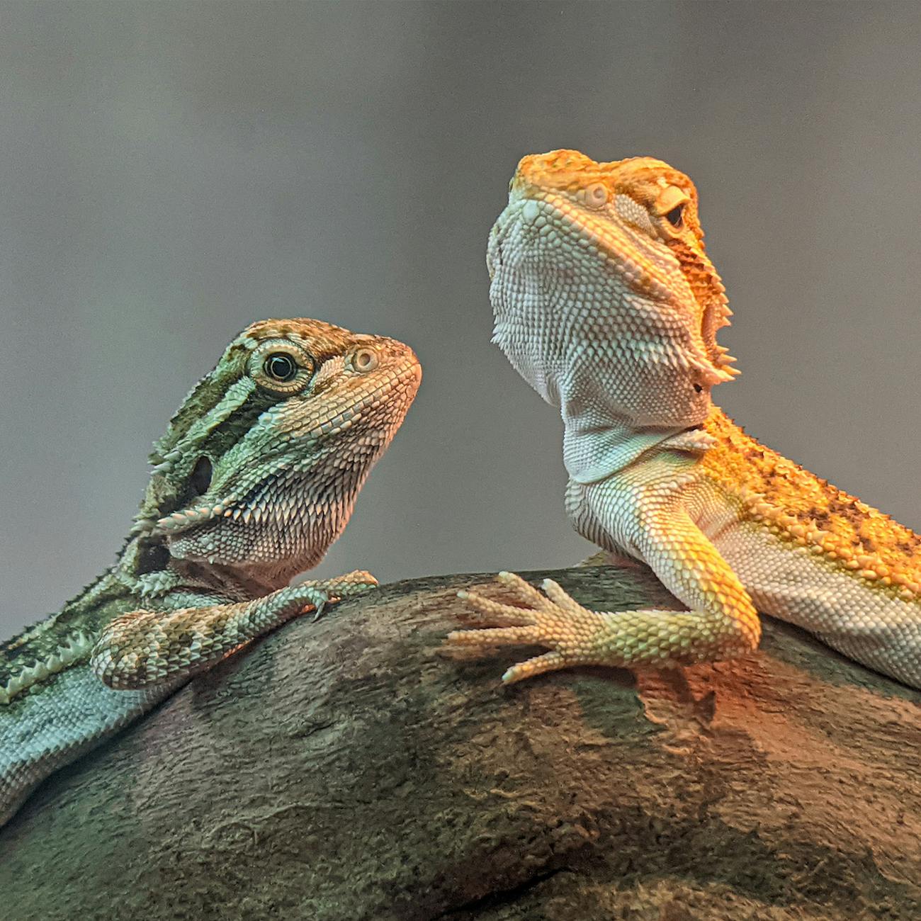 Proper handling and restraint of exotic animals during emergencies