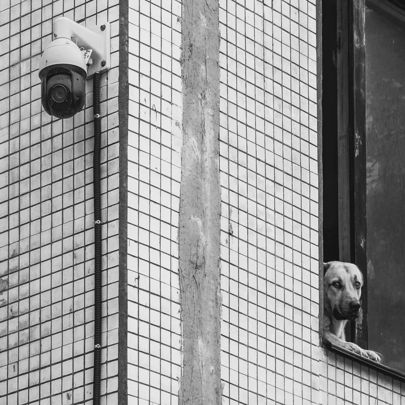 Casino Security and Surveillance