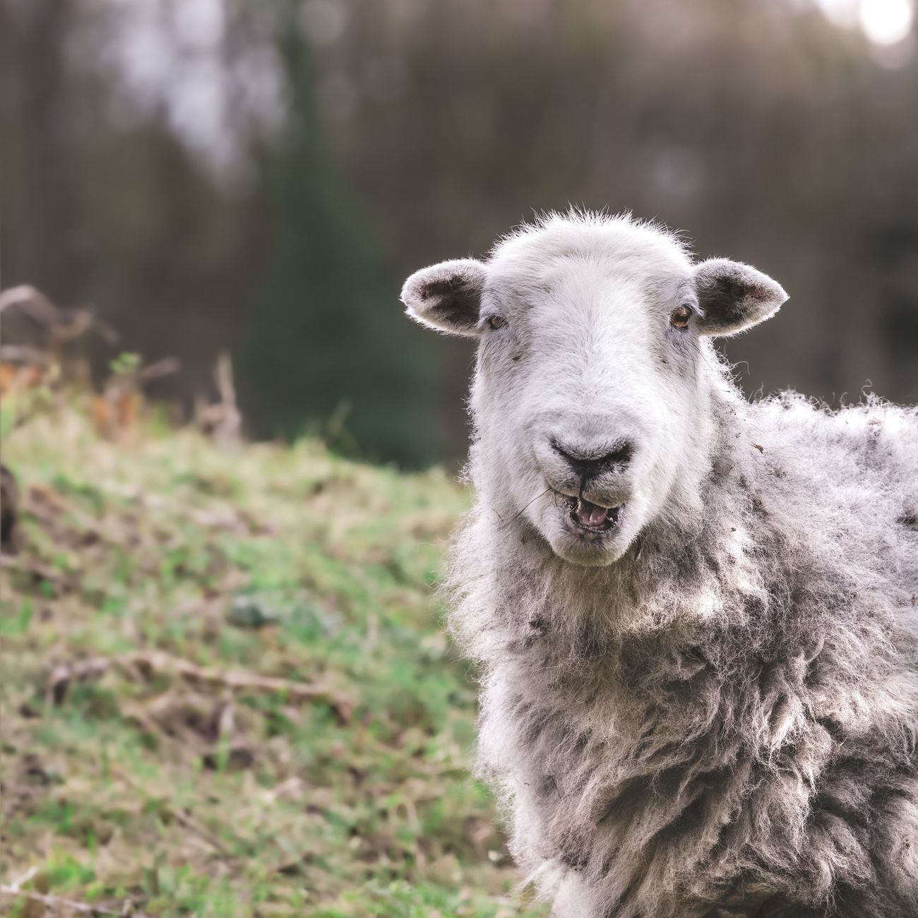 Introduction To Wool