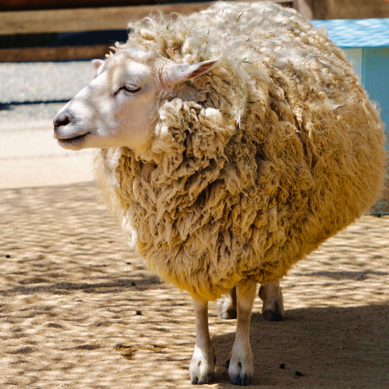 Wool Production Systems