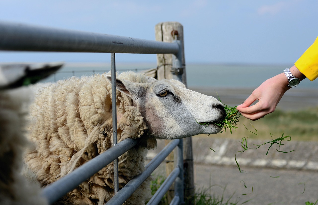 Sheep Breeding And Selection