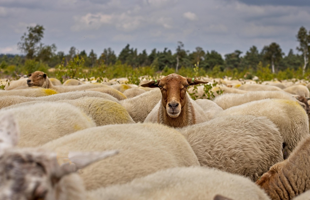 Wool Classing Techniques