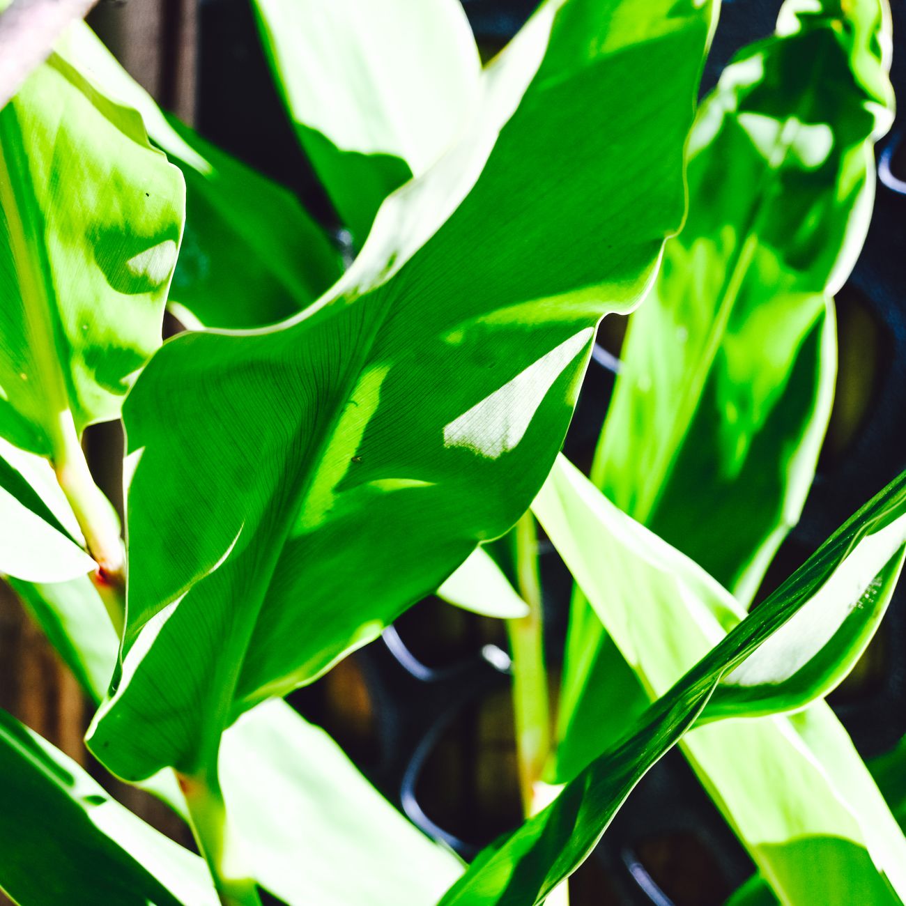 Phytochemistry And Pharmacognosy