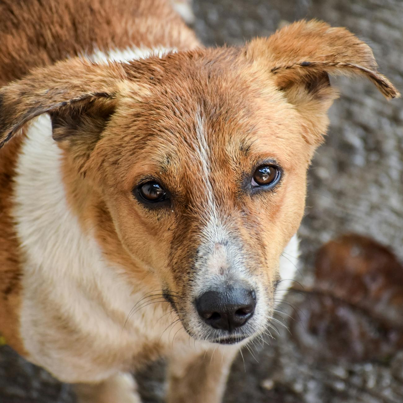 Ethical Dilemmas in Veterinary Care