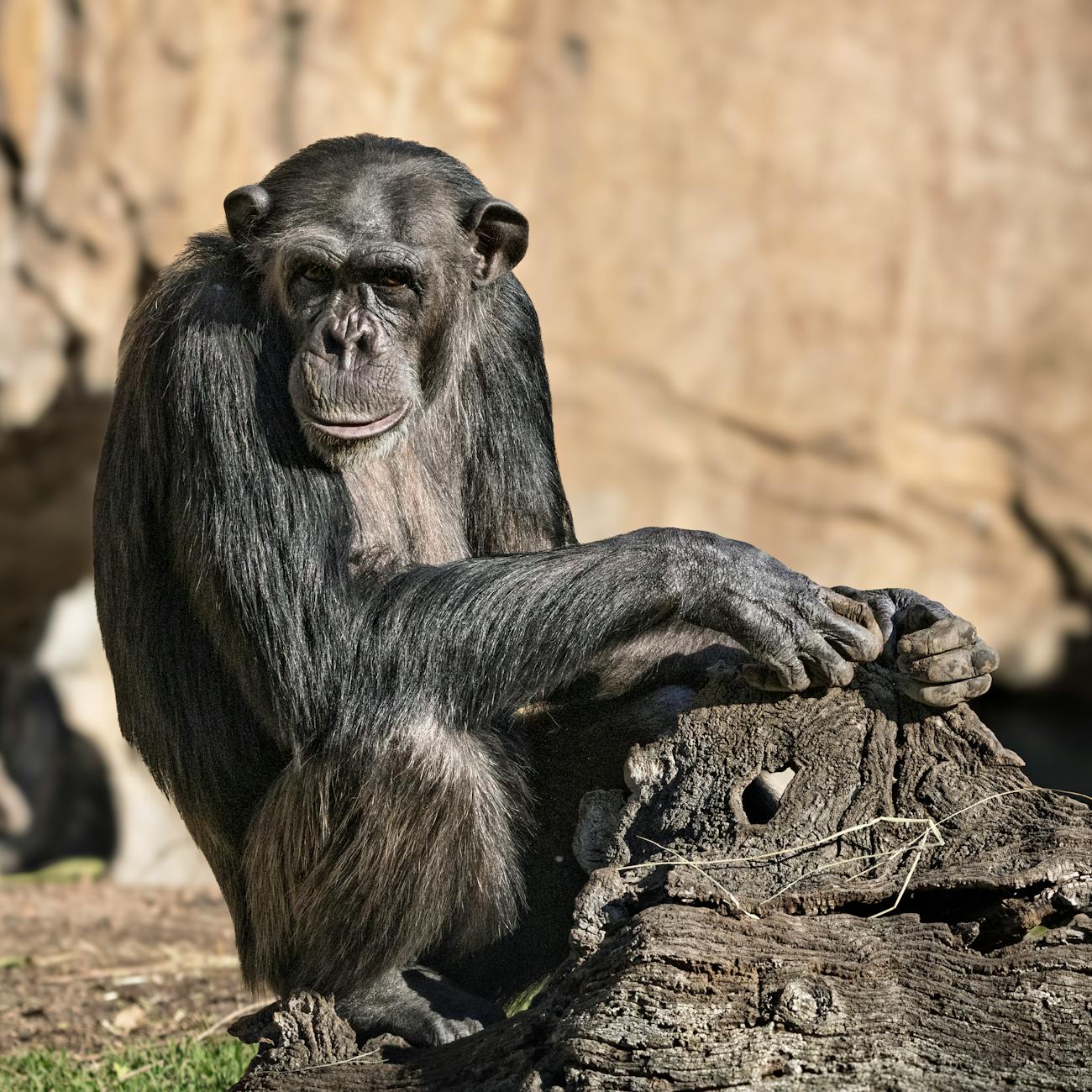 Primate Cognition and Emotions