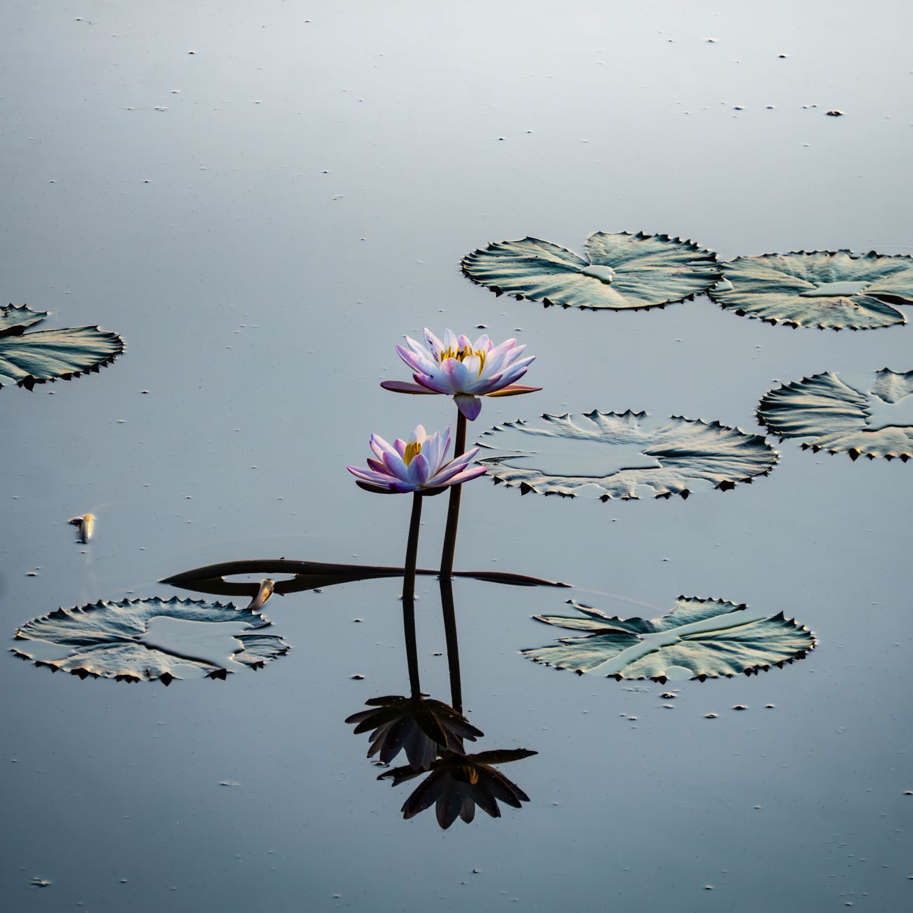 Mindfulness and Meditation Techniques