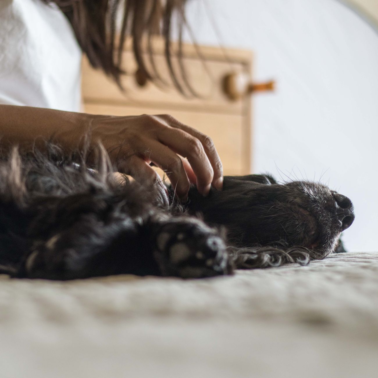 Ethical Considerations in AI for Veterinary Practice