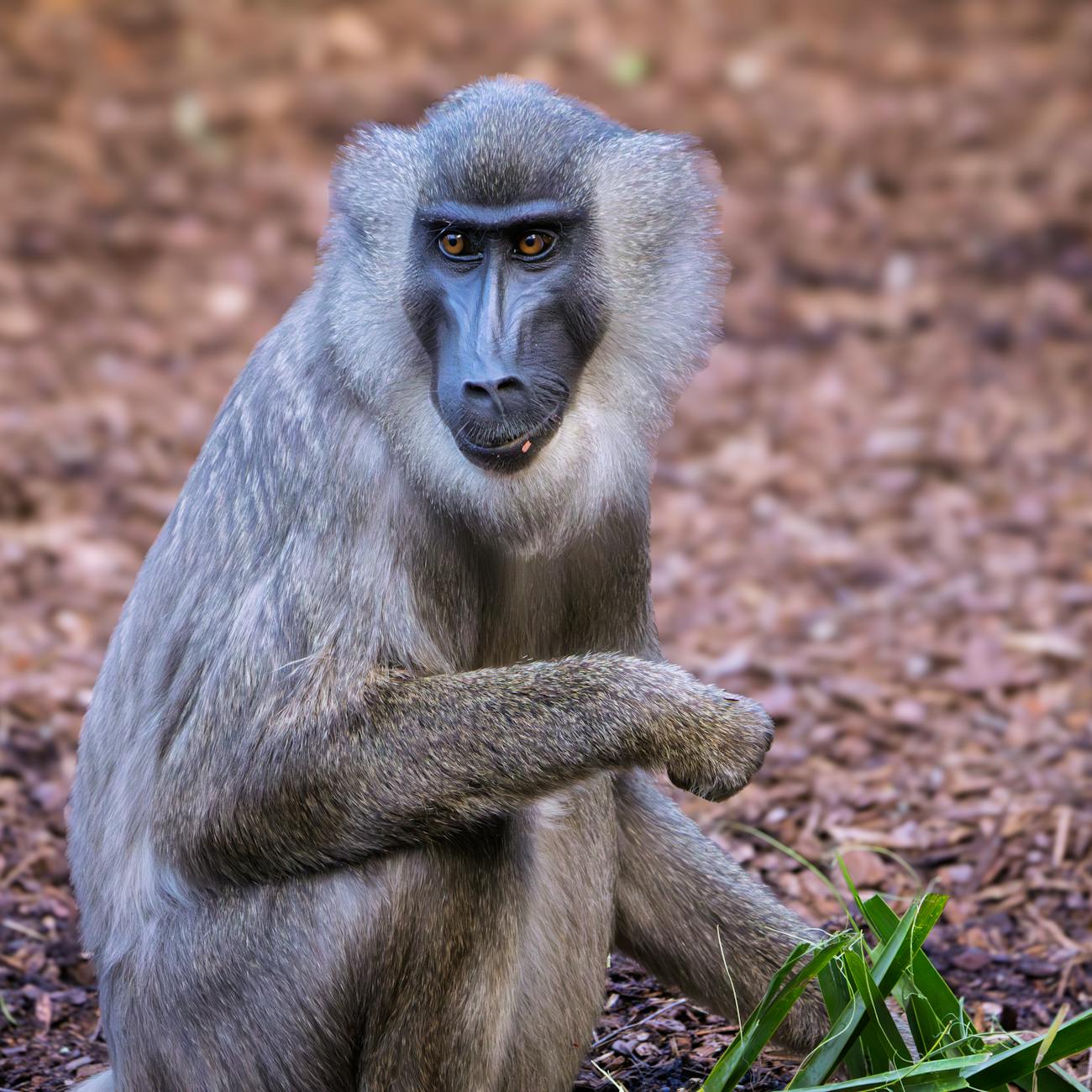 Natural Language Processing for Biodiversity Conservation
