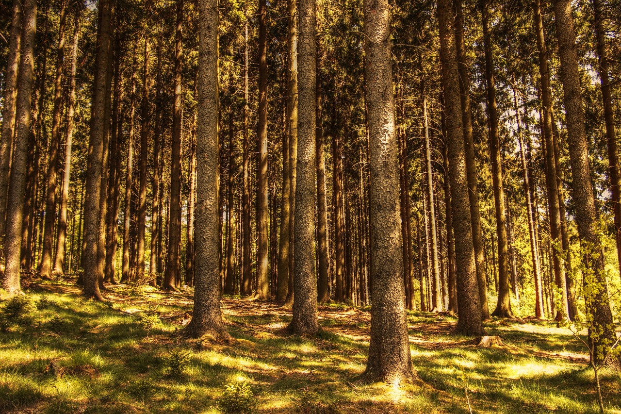 Creating Abundance Through Mindset Shifts