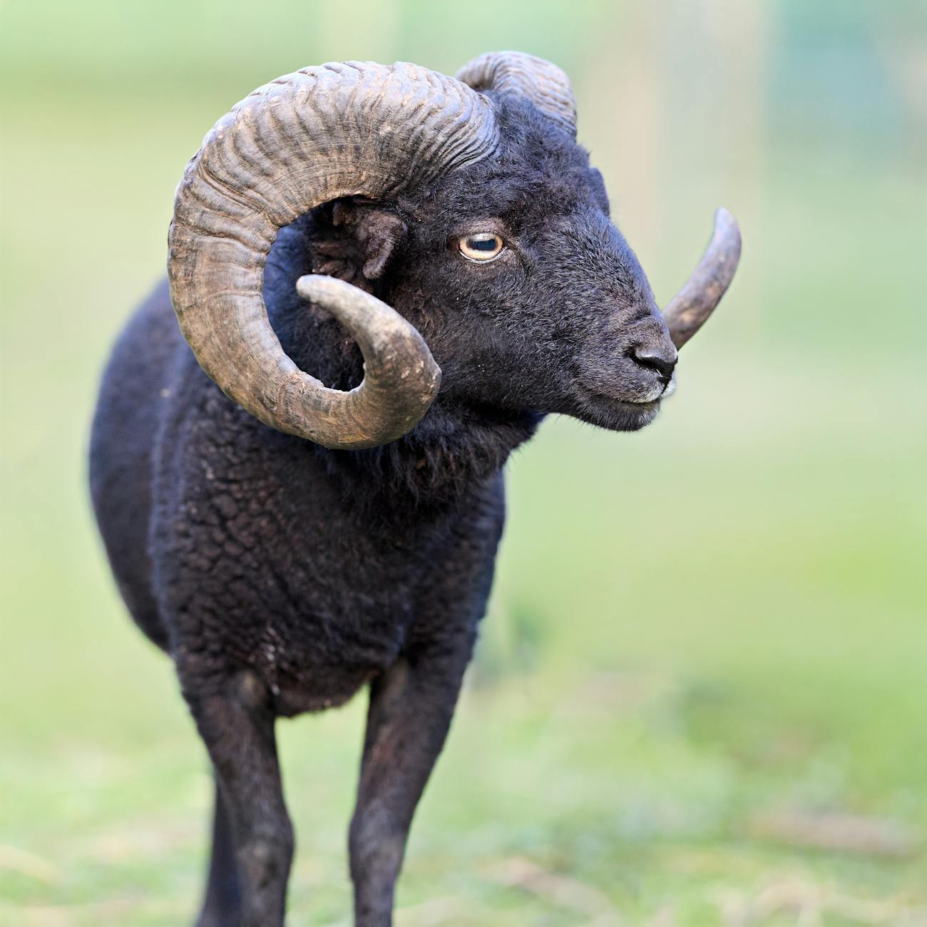 Advanced Breeding Strategies