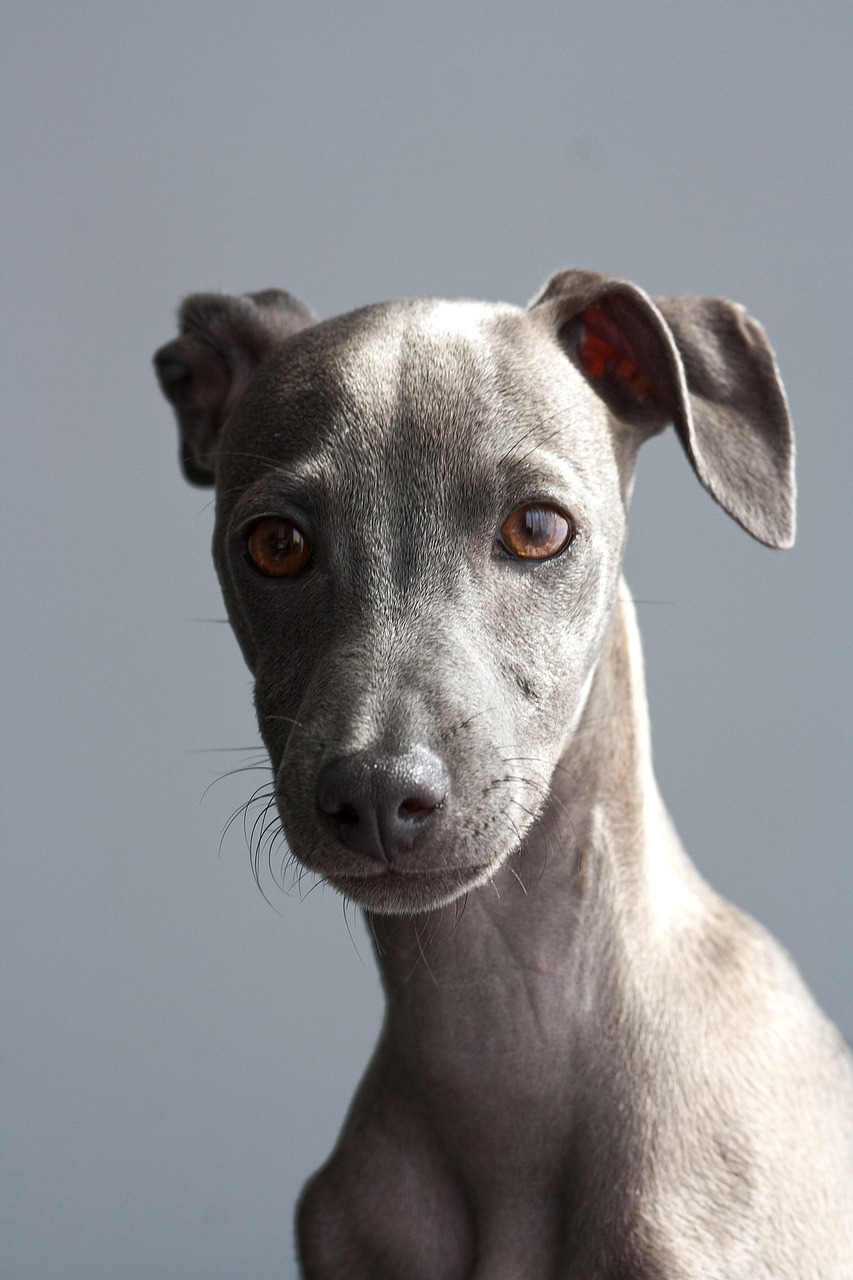 Canine Problem Behaviors