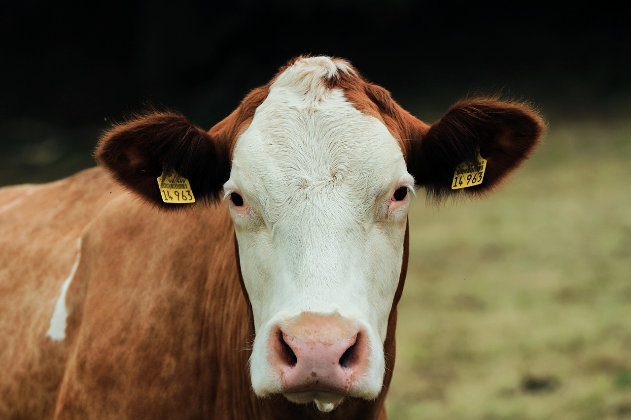 Genomic Selection in Livestock