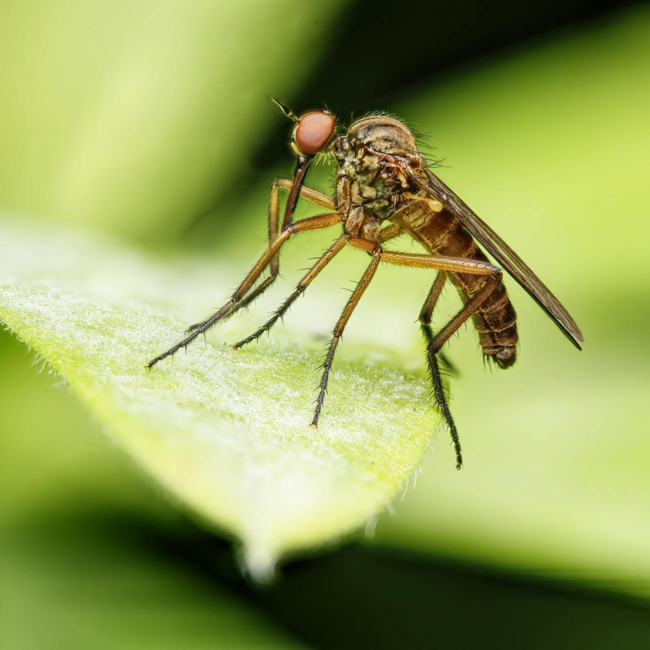 Parasite Identification and Diagnosis
