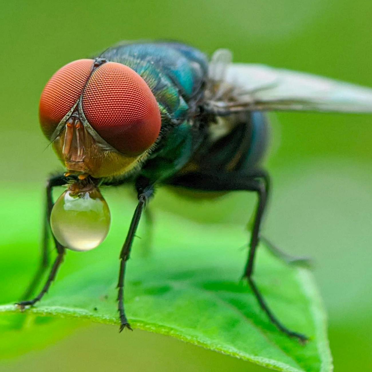 Integrated Parasite Management