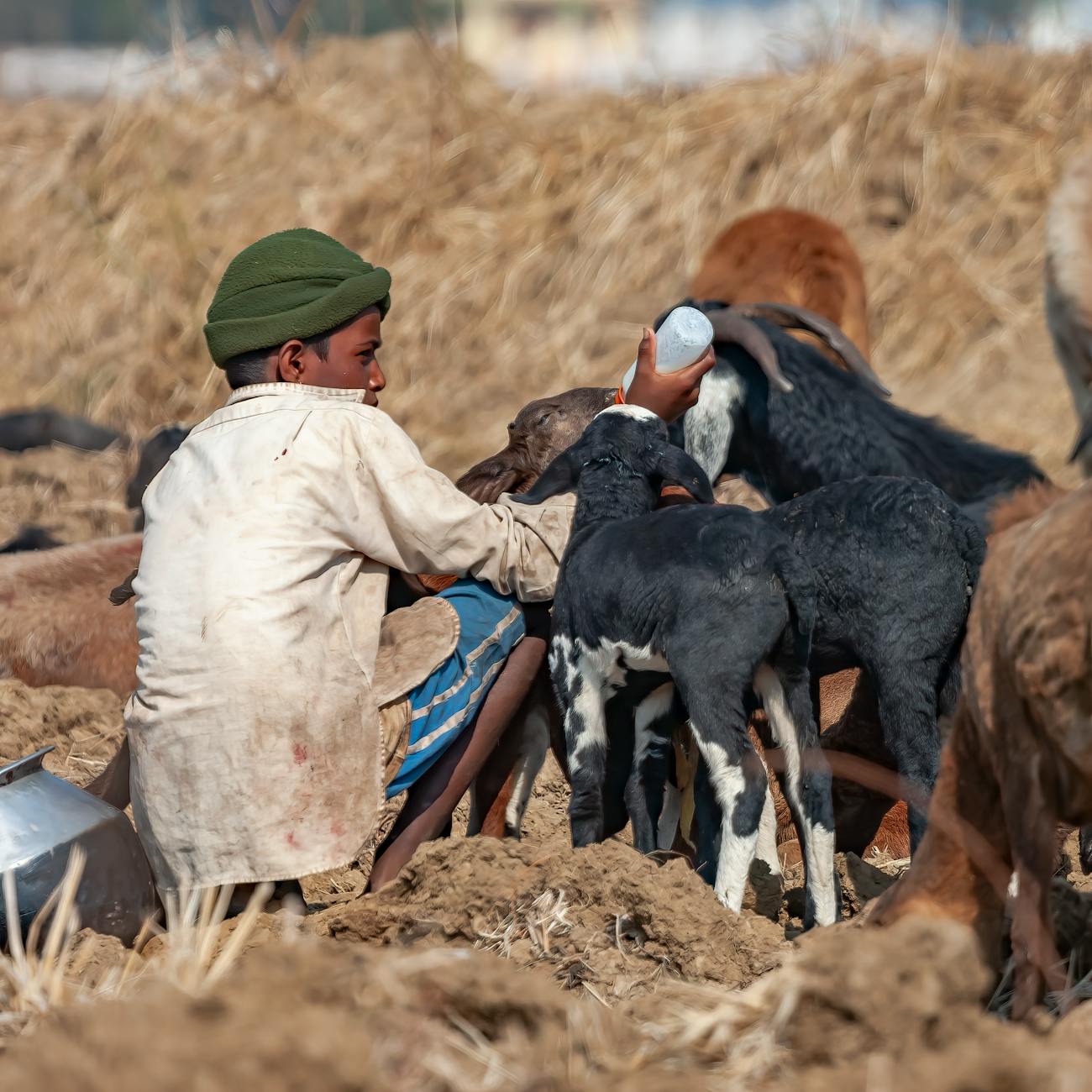 Globalization and Emerging Infectious Diseases