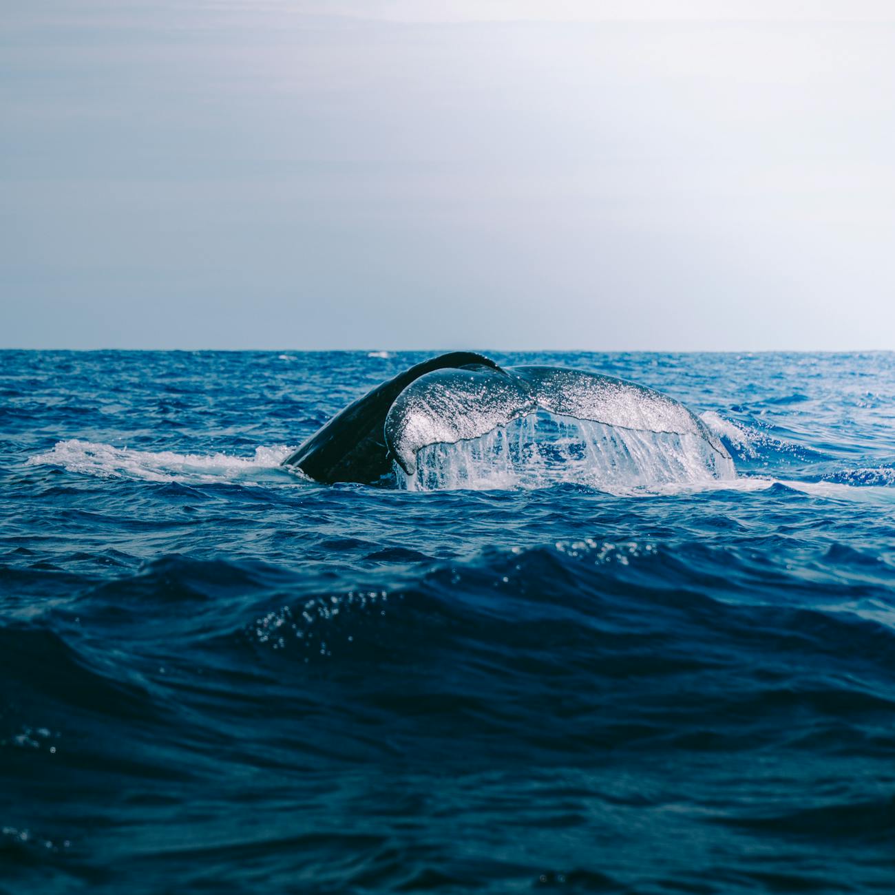 Toxicokinetics and Bioaccumulation