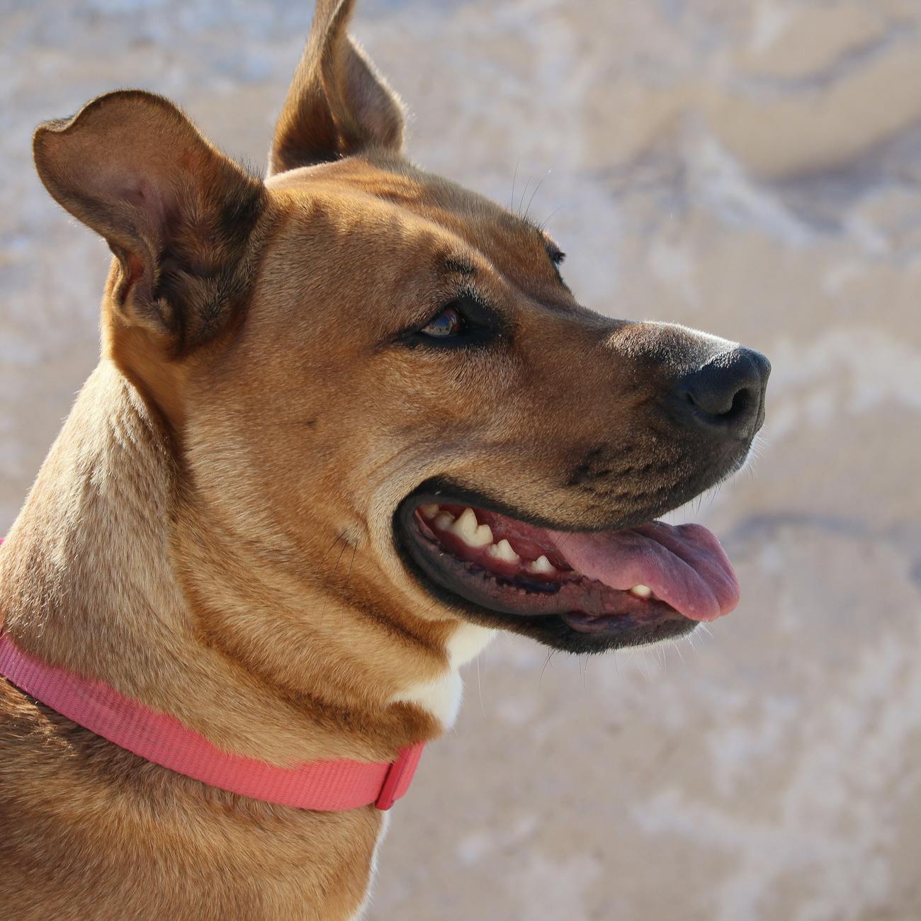 Quality Assurance in Veterinary Pharmacy