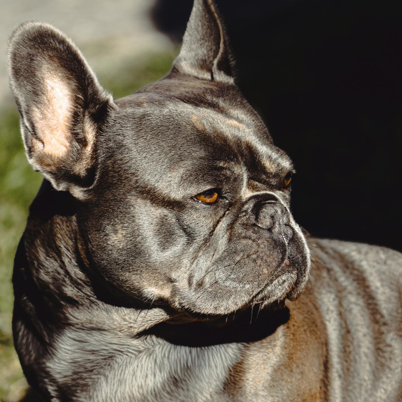 Ethical and Legal Issues in Veterinary Pharmacy