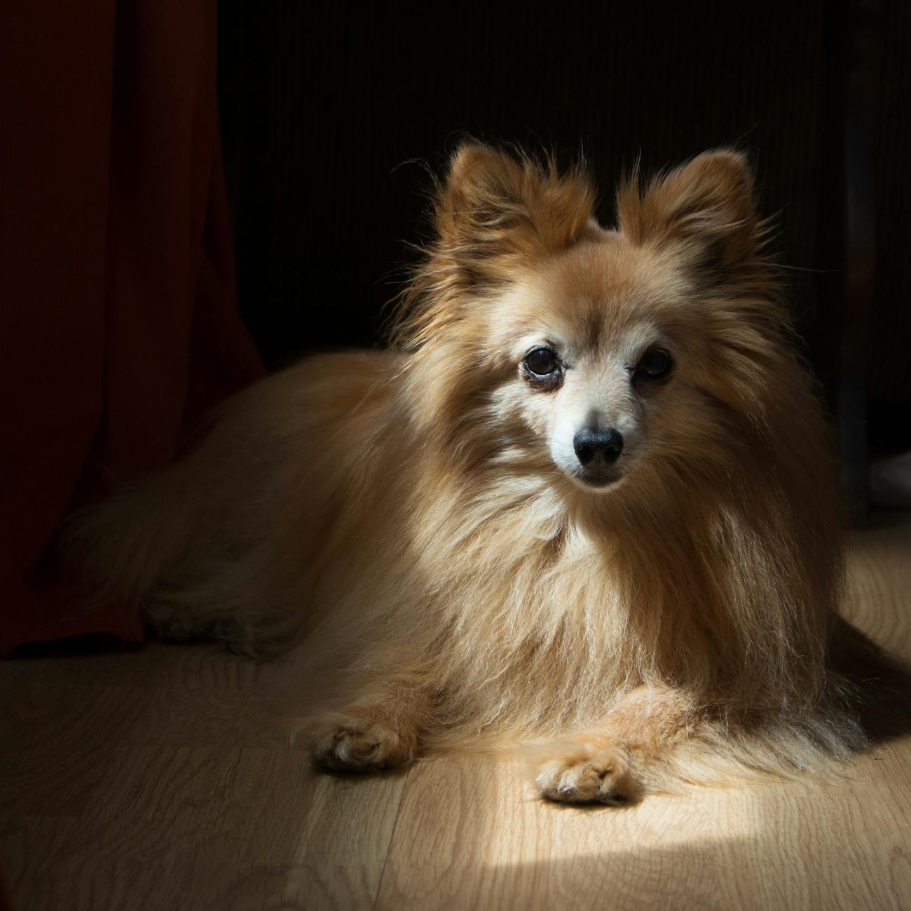 Canine Anatomy and Physiology