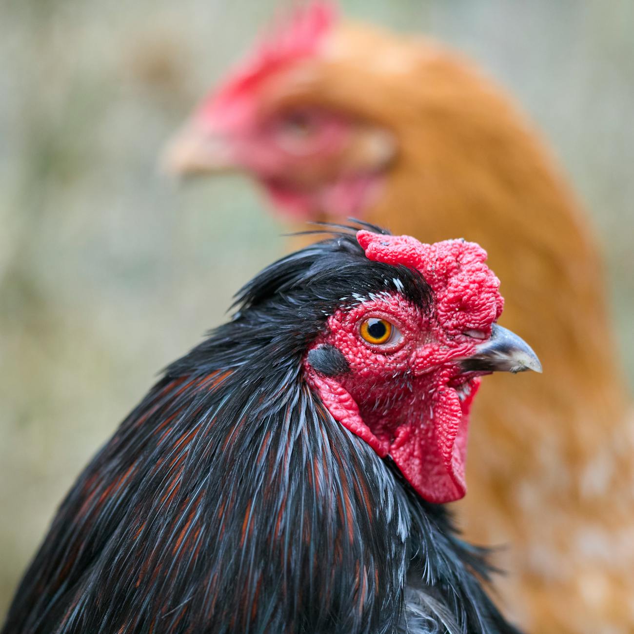 Biosecurity Measures in Notifiable Diseases Reporting