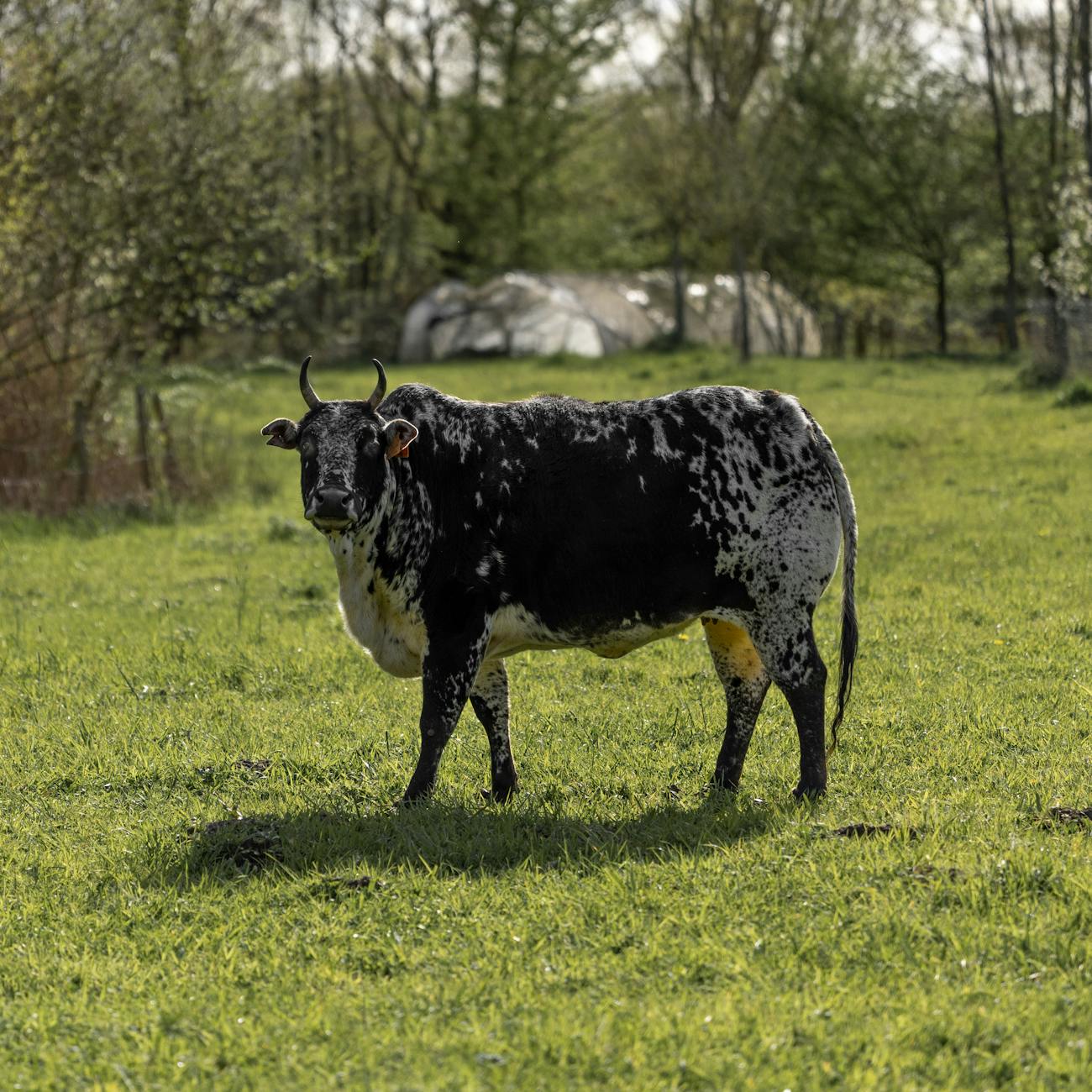 Geospatial Technologies for Sustainable Agriculture