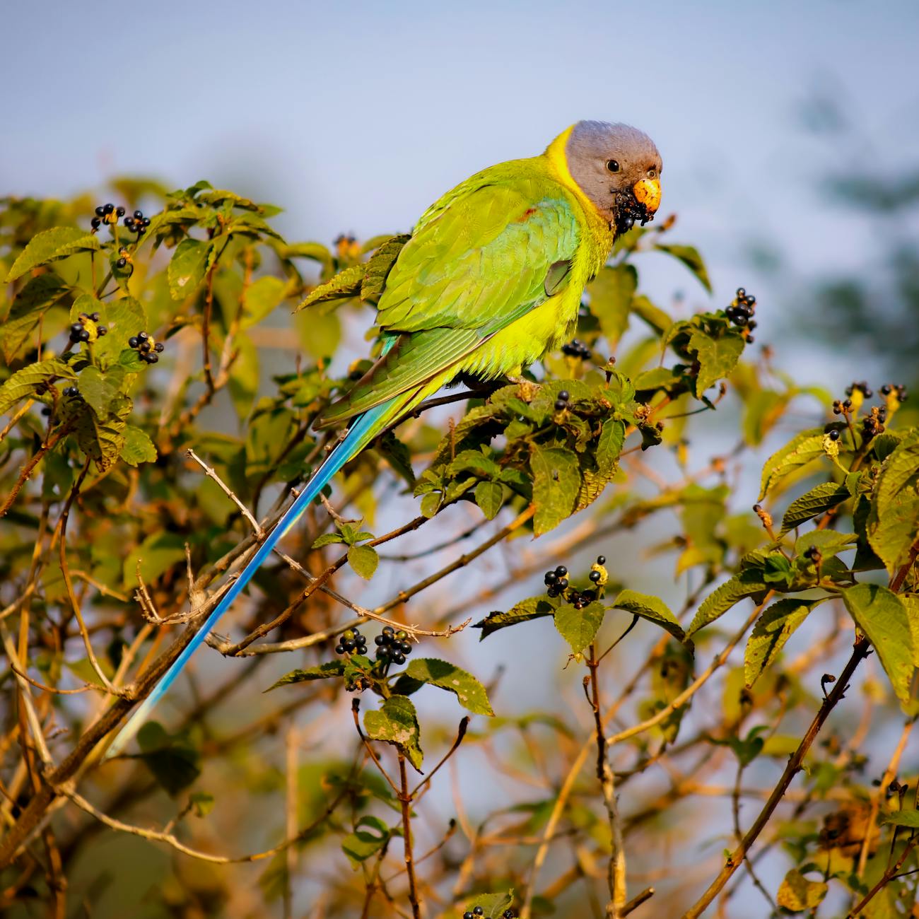 Carbohydrates and Fats for Parrots