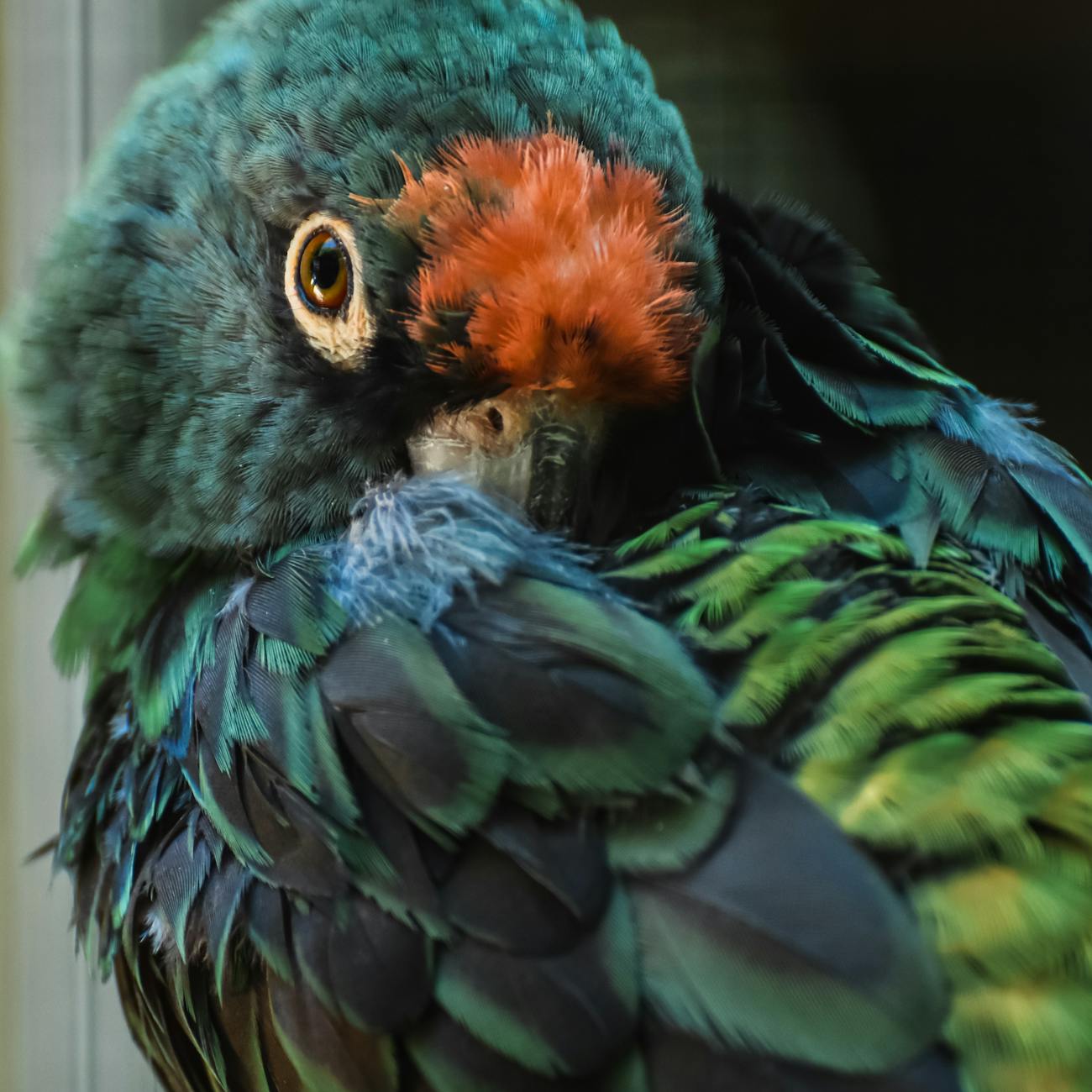 Water and Hydration for Parrots