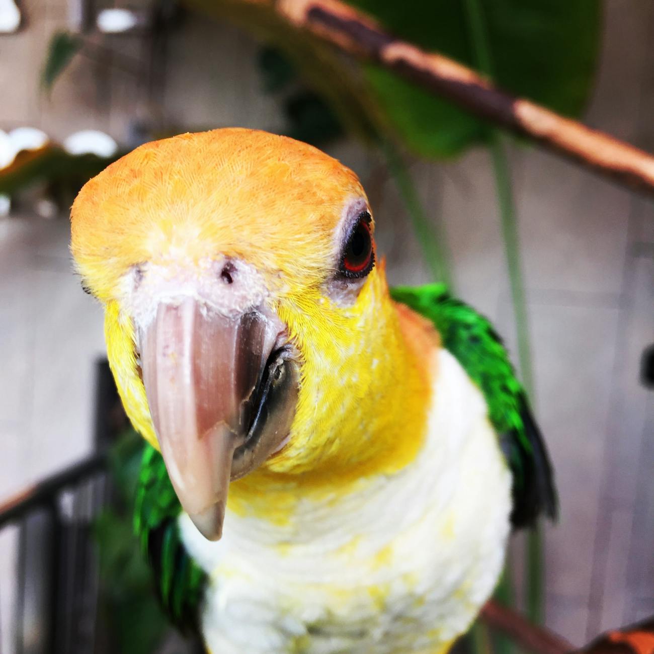 Feeding Parrots for Optimal Health