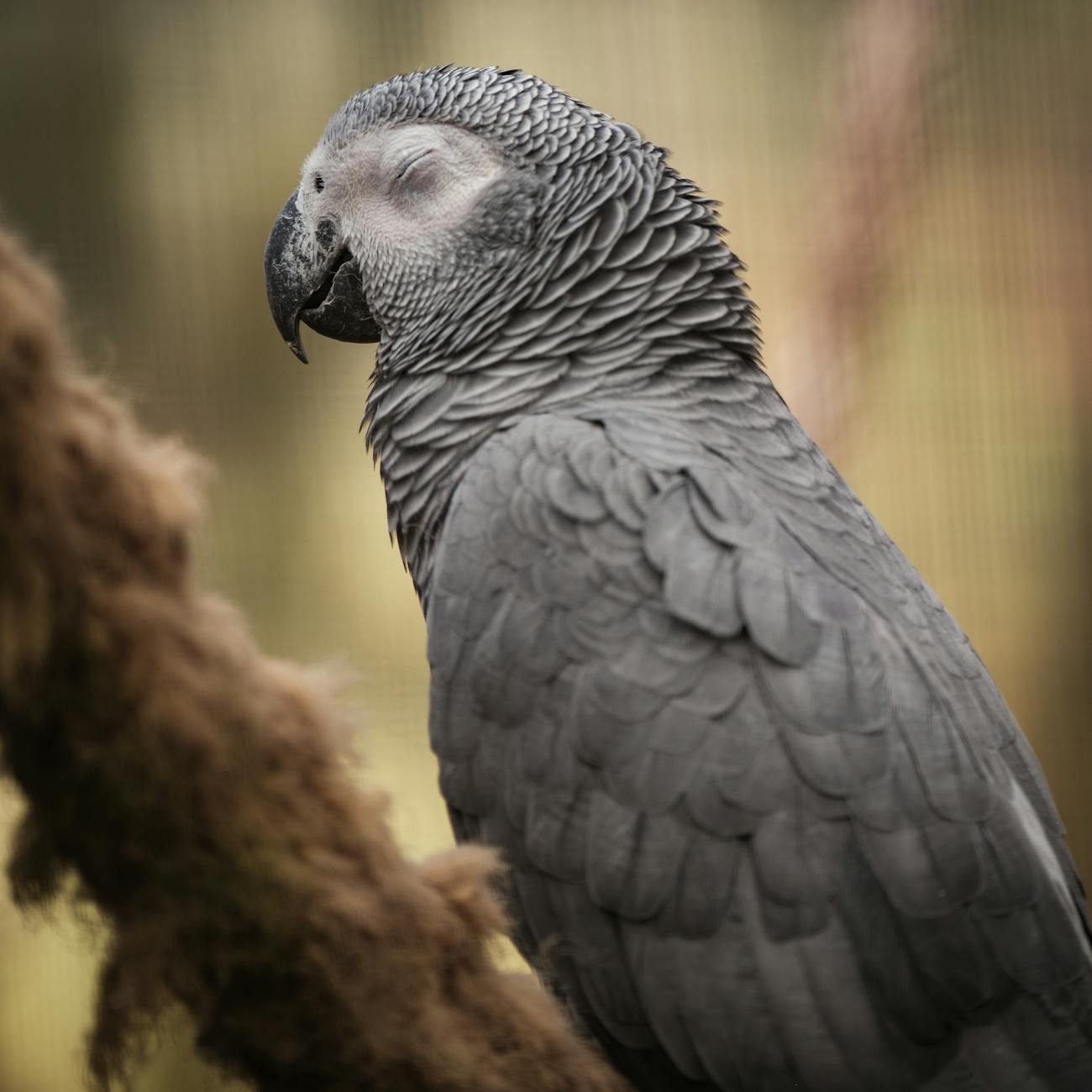 Common Nutritional Deficiencies in Parrots