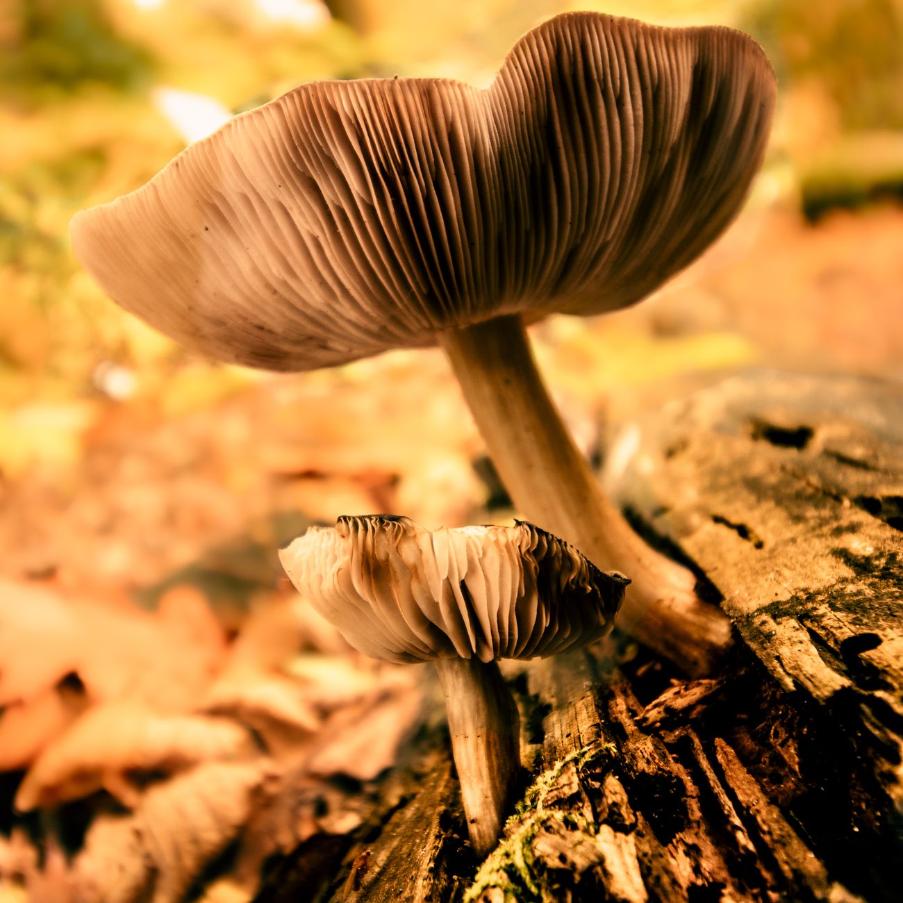 Preparation and Integration for Psychedelic Sessions