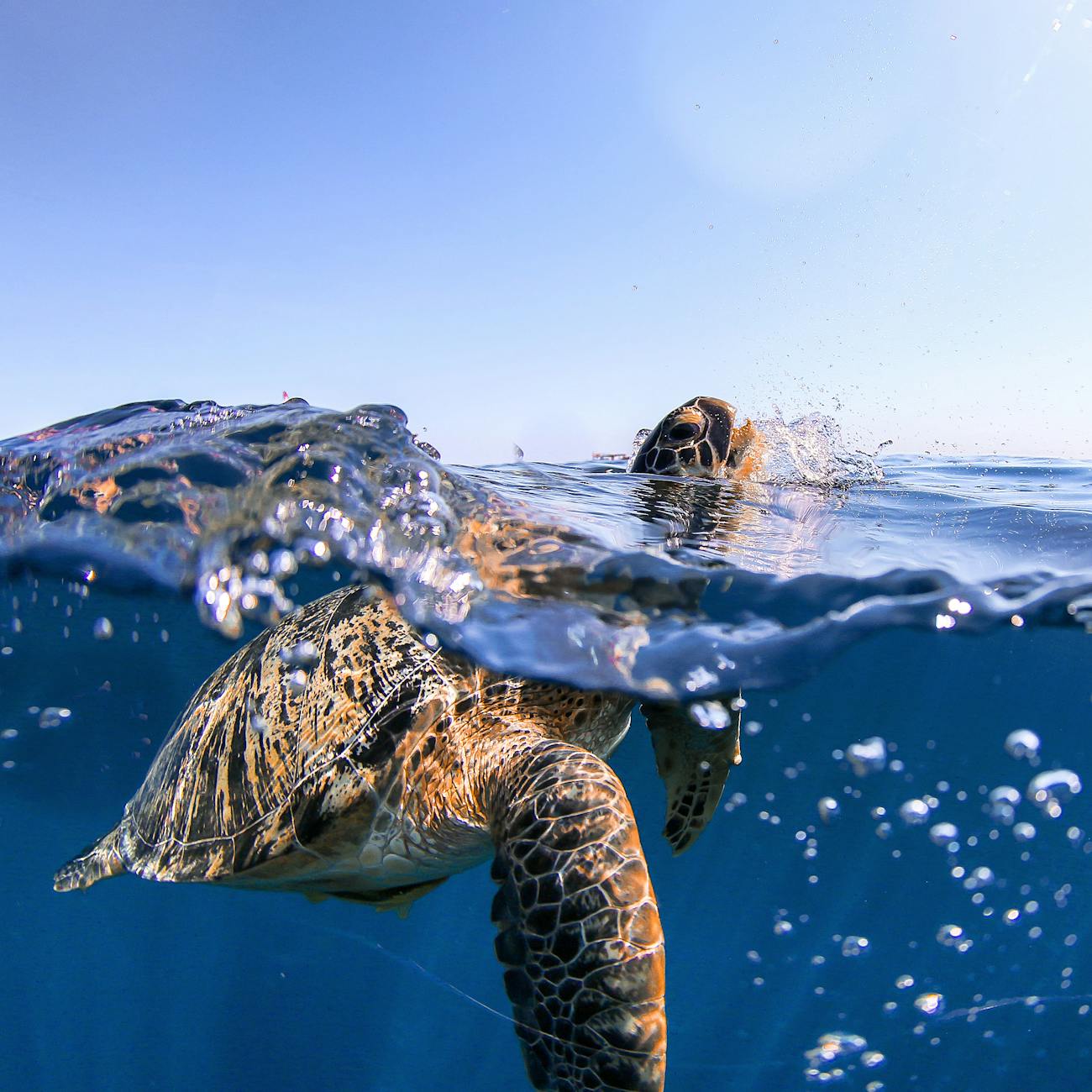 Introduction to Marine Conservation