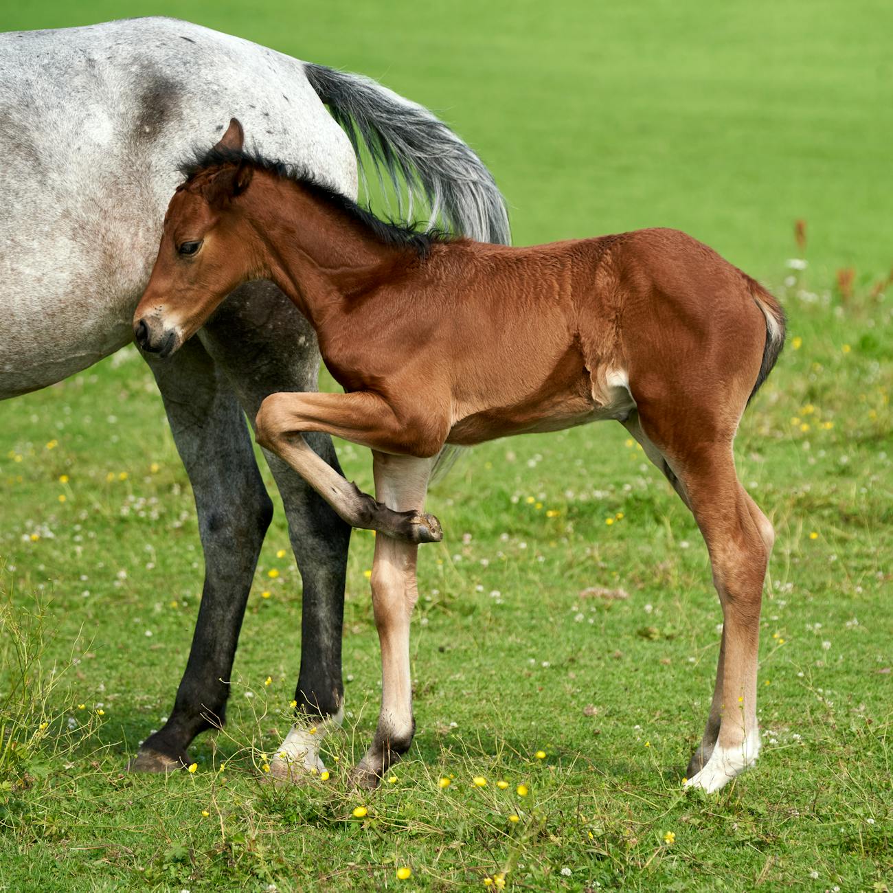 Equine Conformation and Movement
