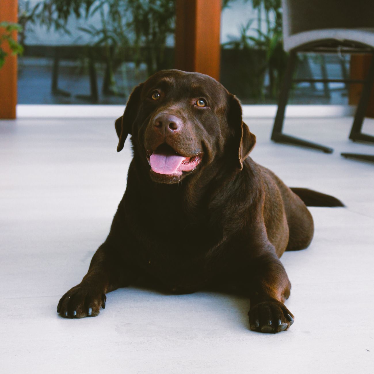 * Common Canine Nutritional Deficiencies and Excesses