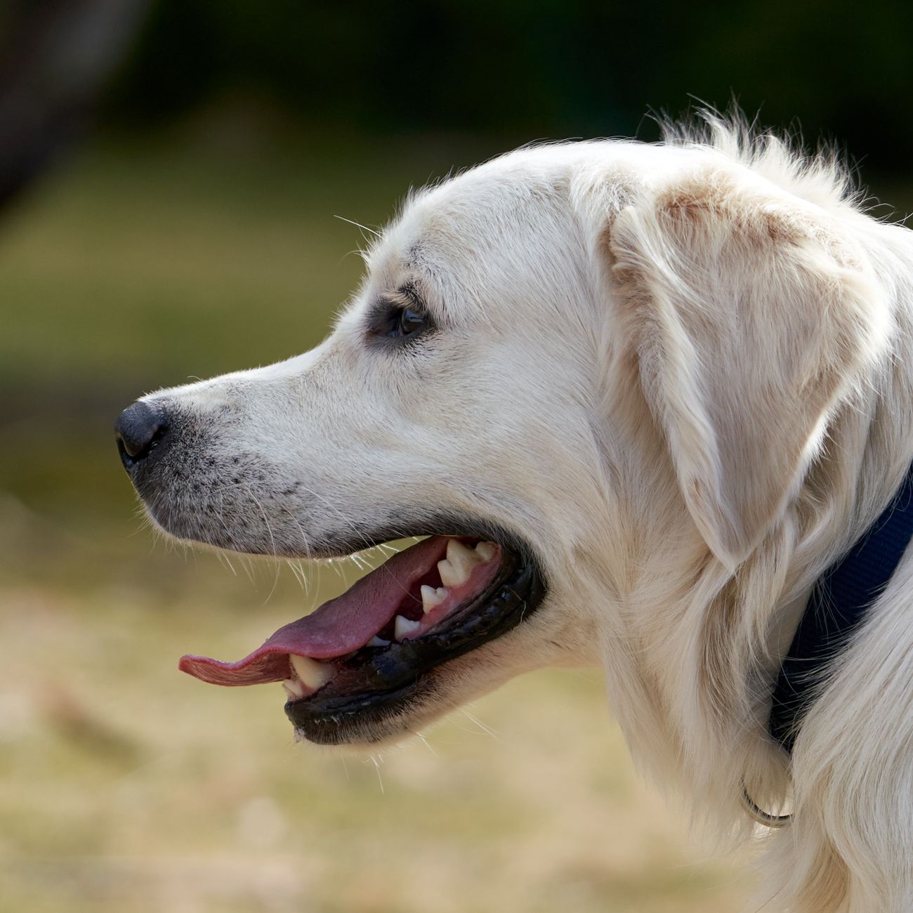 * Nutrition and Canine Disease Prevention