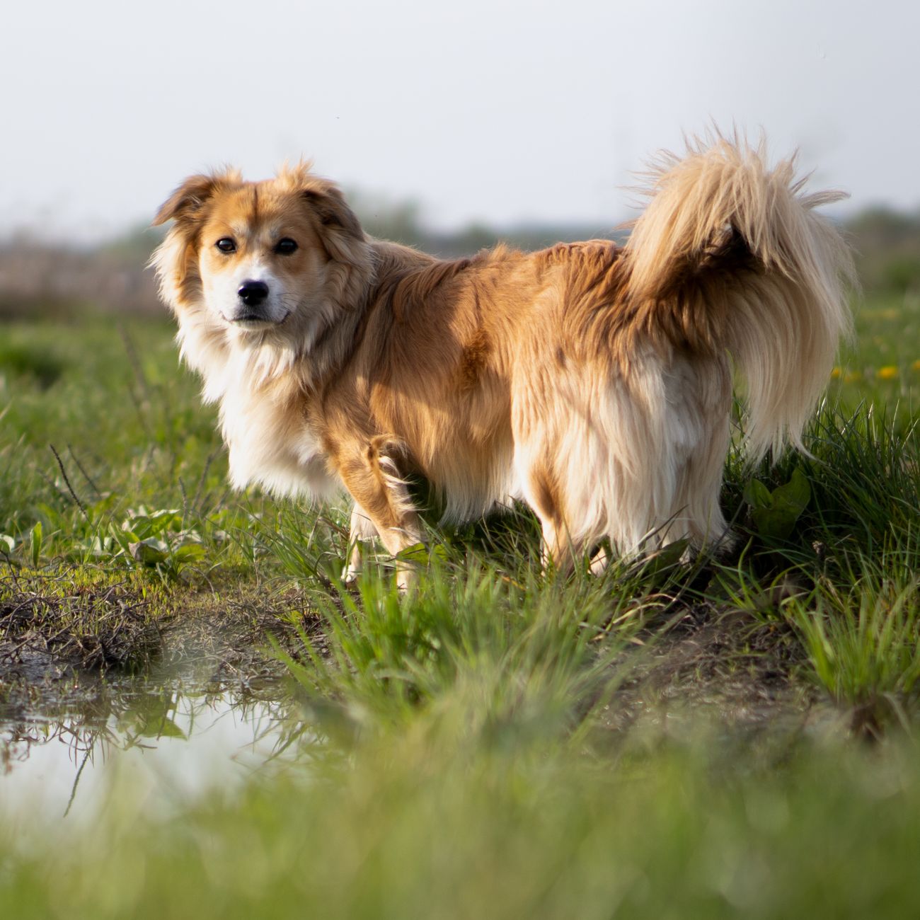 * Special Dietary Considerations for Canines