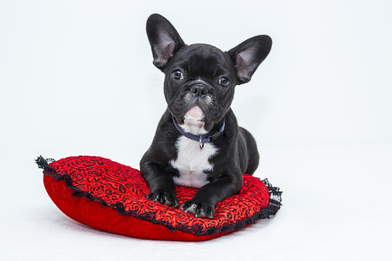 * Evaluating and Choosing Commercial Dog Foods