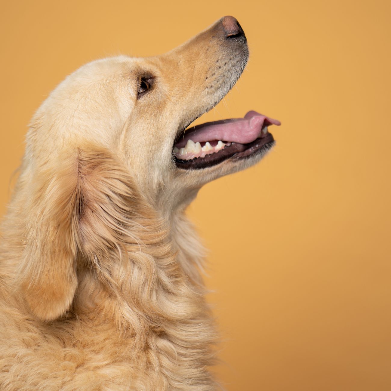 * Putting it All Together: Formulating Balanced Canine Diets